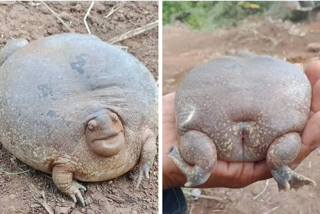 Собакоголовый узкорот: азиаты выкапывают этих существ из земли, как картошку, чтобы съесть
