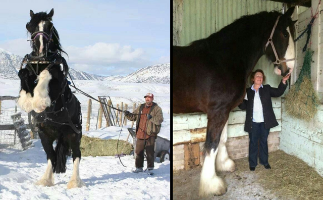 Шайр: крупнейшая в мире порода лошадей