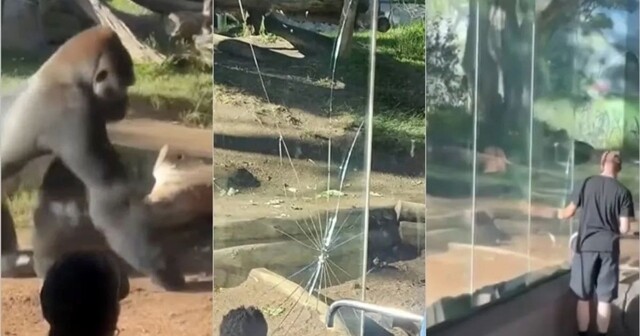 В зоопарке Сан-Диего горилла разбила стеклянное ограждение