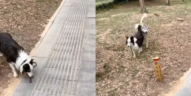 "Не делай так": собака научила "манерам" хозяина во время прогулки