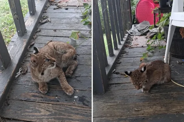Мужчина обнаружил на крыльце своего дома детёныша рыси