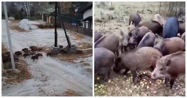 Стадо кабанов разгуливает по поселку в Свердловской области
