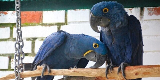 В Московском зоопарке поселились самые крупные попугаи в мире⁠⁠