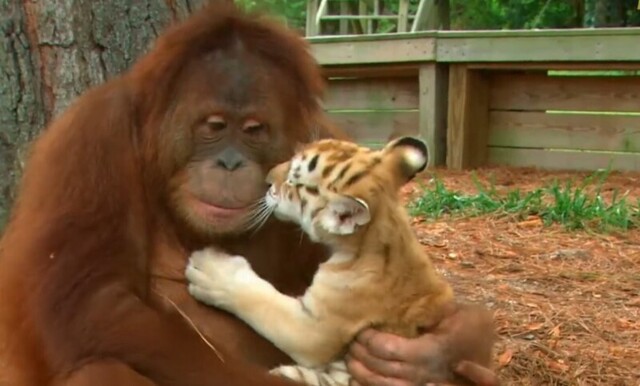 Орангутан нянчится с тигрятами