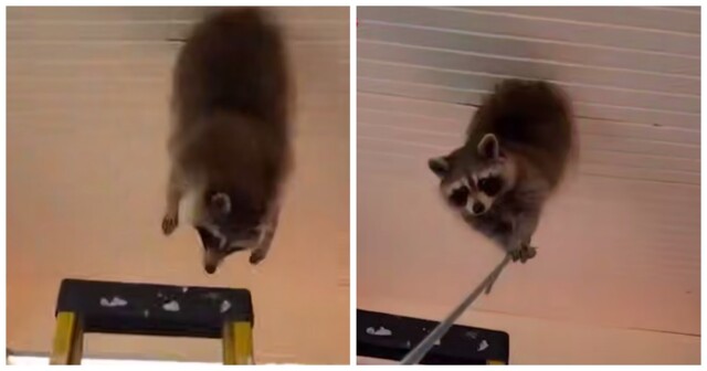 Енот застрял в "потолке"