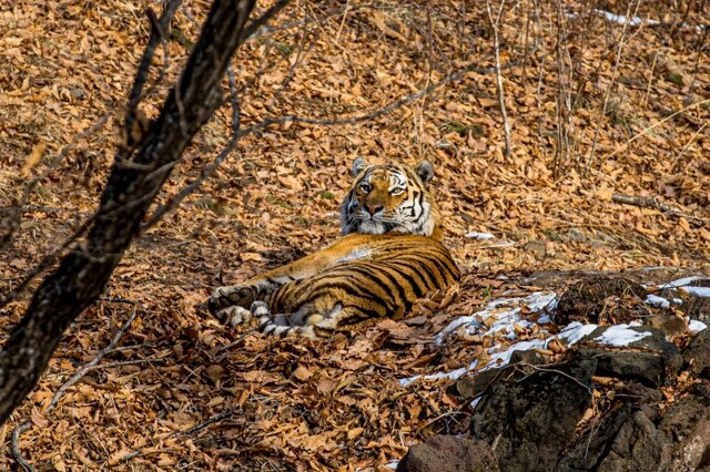 В Приморье тигр напал на машину с людьми, которые мешали ему ужинать