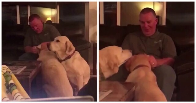 Хозяин притворяется, что лечит пса, чтобы тот не ревновал