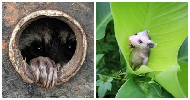 40 снимков прелестных созданий с невероятно мощной аурой позитива