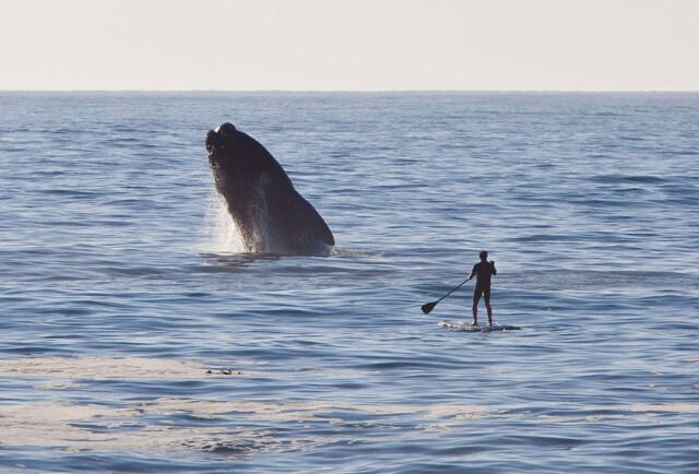На общую тему 