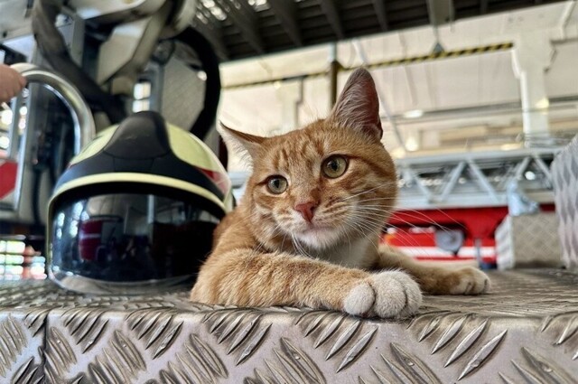 Истории судьбоносных знакомств четвероногих скитальцев со своими людьми