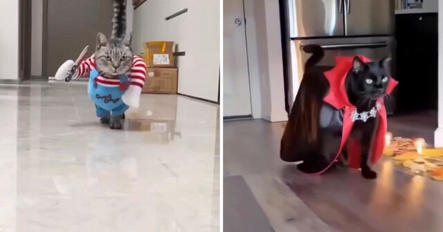 Хэллоуинские коты: самые забавные костюмы
