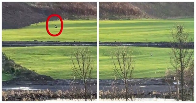 Собака спешит к любимой хозяйке