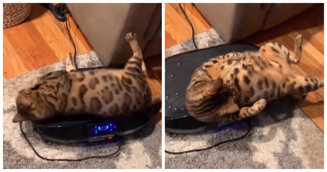 Кошка нашла себе вибромассажер