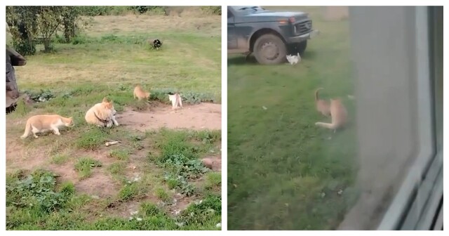 Пушистая банда провернула очередное дело