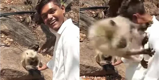 Мужчина оказался в сцене ревности двух обезьянок