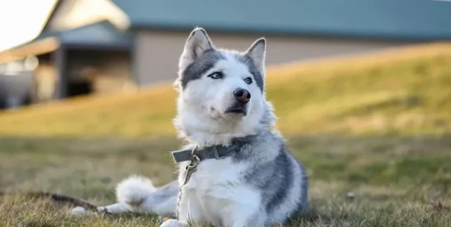 Мужчина оставил хаски одного в доме: он не был готов к тому, что увидел по возвращении