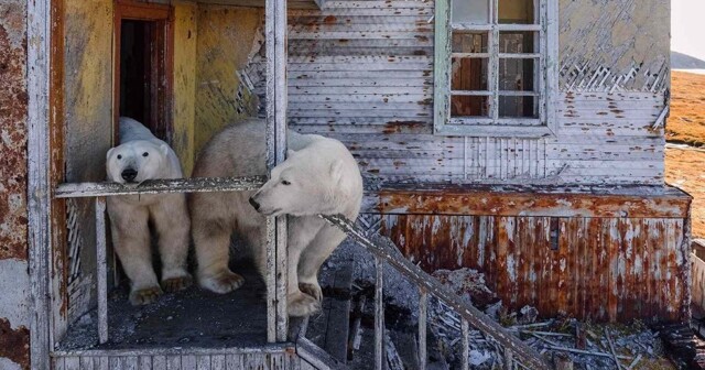 Белые медведи поселились на заброшенной советской станции