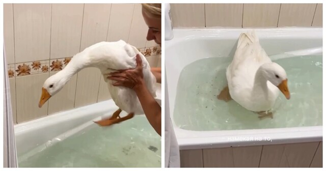 Девушка показала, как купает своего гуся