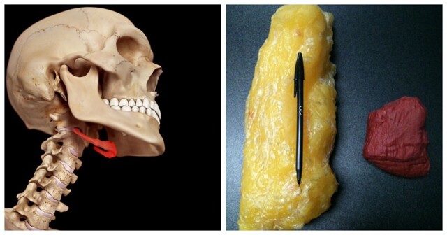 12 фактов о тайной жизни человеческого тела, о которых вы даже не подозревали