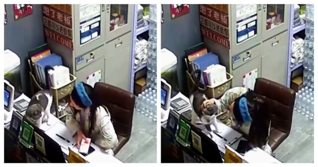 Кот пришёл попрощаться