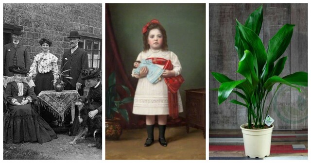 Неприметная аспидистра, ставшая главным растением эпохи