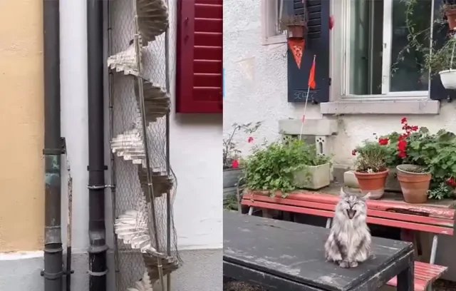 Кошачьи лестницы в Швейцарии