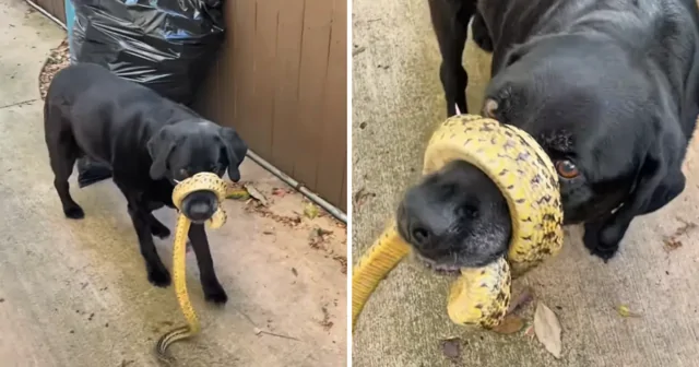 Морда собаки застряла в&nbsp;"объятиях" змеи