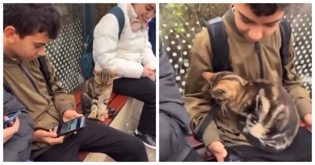 Кот проверил человека на дружелюбие лапой