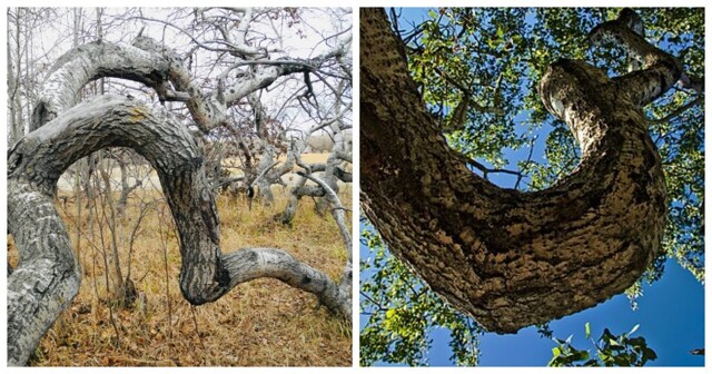 Загадка скрюченного леса: почему деревья у городка Хаффорд растут, будто одержимые
