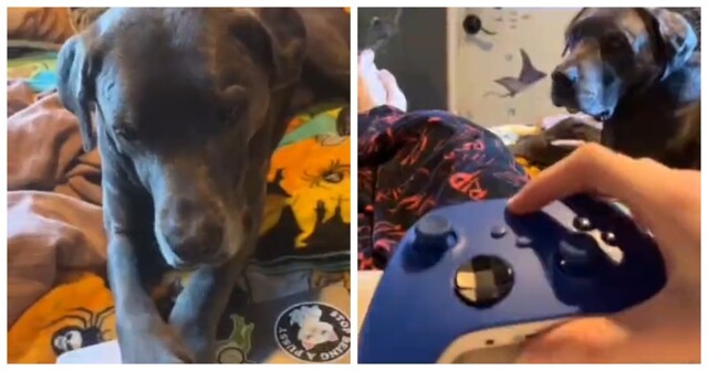 Девушка научила свою собаку мешать ей залипать в телефоне