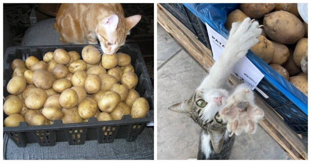 Кошка и картошка: 22 милых снимка, демонстрирующих единство приятного и полезного