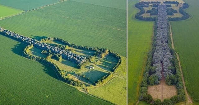 Аргентинский фермер вырастил «гитару» из 7000 деревьев