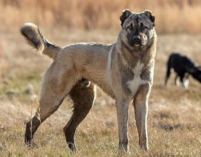 Гампр: армянский терминатор, одна из мощнейших в мире пород собак