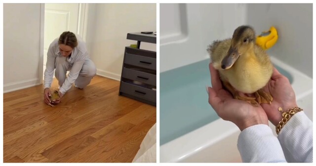 Девушка и её маленький утёнок