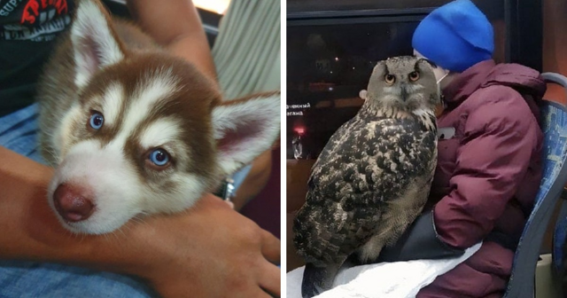 16 случаев, когда люди повстречали в транспорте пушистых и пернатых попутчиков