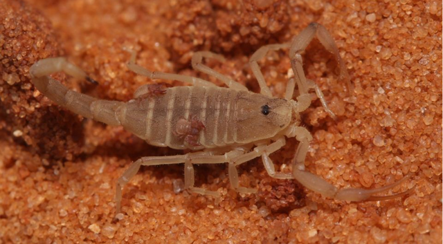 Грозные создания: 8 самых опасных скорпионов на свете