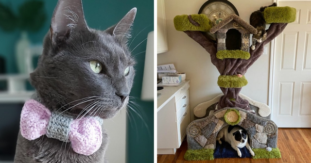 17 домашних питомцев, которым хозяева смастерили необычные подарки своими руками