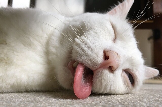 Коты могут спать где угодно