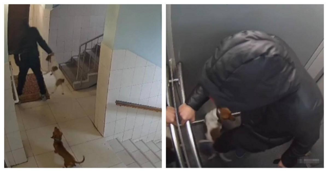 Женщина избила собаку в лифте в Москве