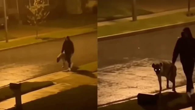 Необычная прогулка: очевидцы приняли собаку за гиену
