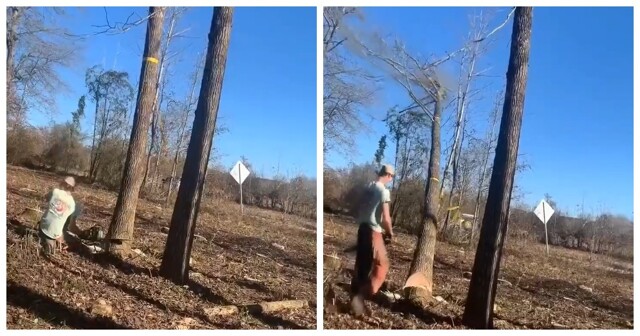 В США мужчина получил тяжёлые травмы при попытке спилить дерево