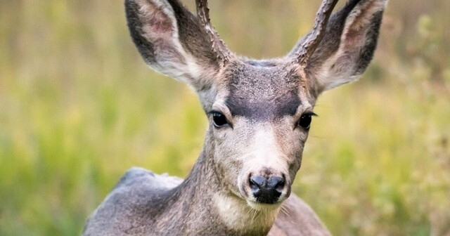 Болезнь, превращающая оленей в зомби, распространяется по США