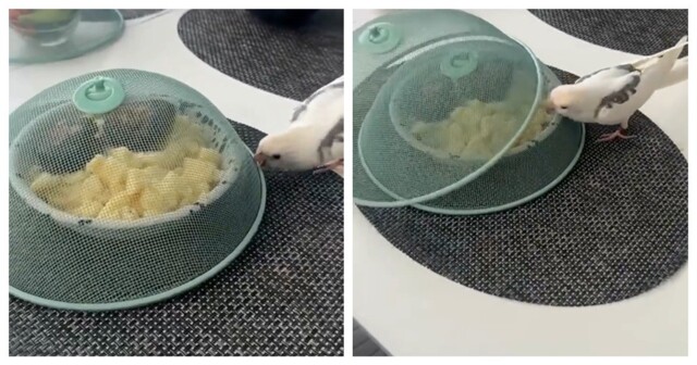 Хозяин перехитрил попугая