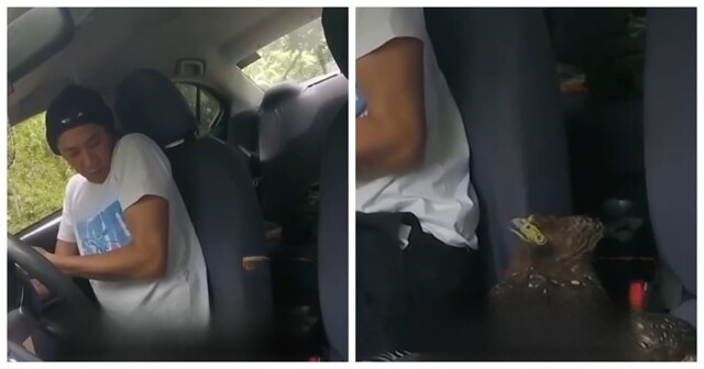 В США орёл залетел в такси