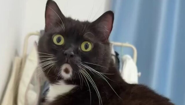 Самый удивленный кот