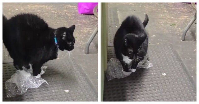 Кошки тоже любят лопать пузырьки на пленке