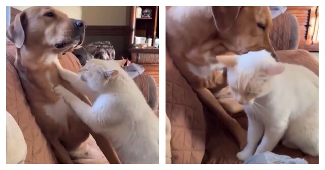 Взаимовыгодный союз