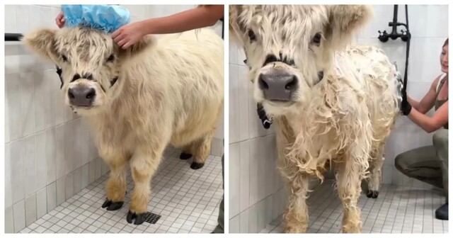 Девушка устроила настоящую СПА-процедуру для своей бурёнки