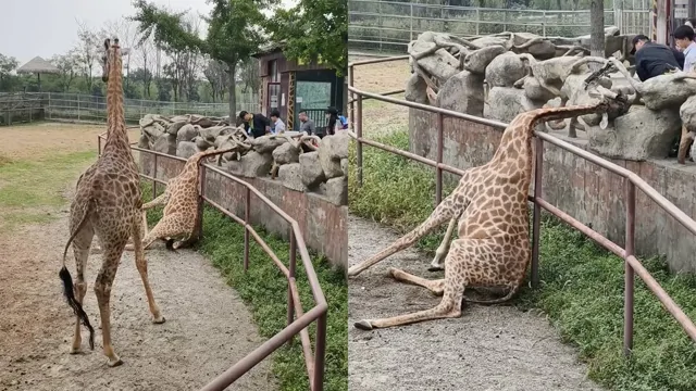 Любопытство подвело: жираф застрял, пытаясь заглянуть за ограду