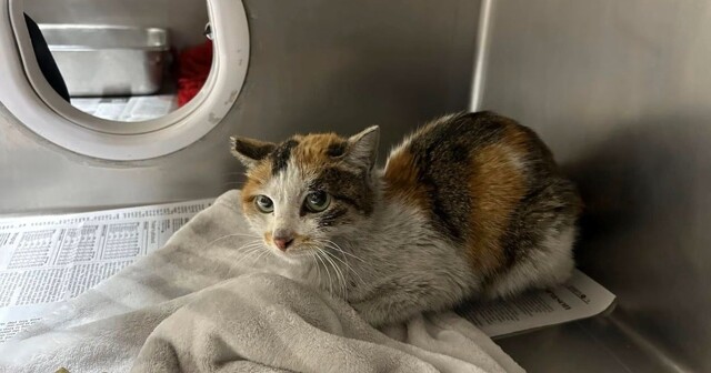 Кошка пережила трёхнедельное путешествие через океан в грузовом контейнере